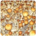 Псилоцибиновые (галлюциногенные)  грибы Psilocybin "Golden Teacher" в Мурашах
