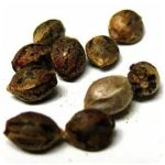 Семена марихуаны АК-47  (Seeds AK-47) в Мурашах